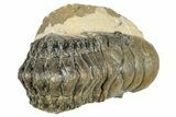 Detailed Crotalocephalina Trilobite - Atchana, Morocco #273074-2